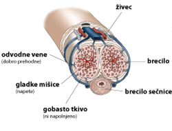 erekcija